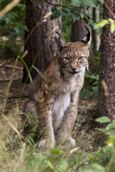 Lynx